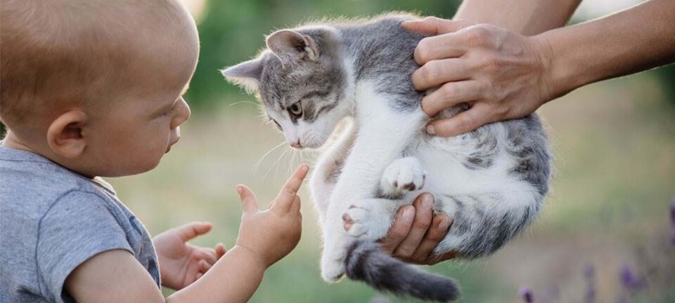 Ny viden: Katte beskytter børn mod astma
