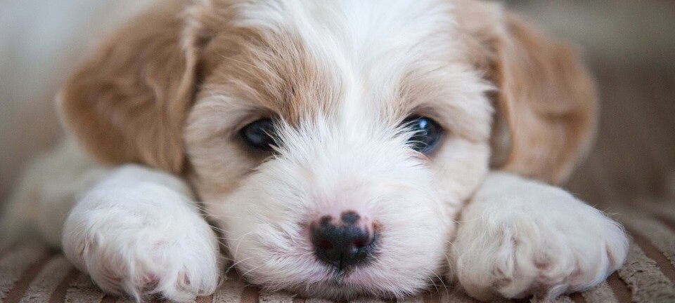 Derfor er det så sundt at have et kæledyr