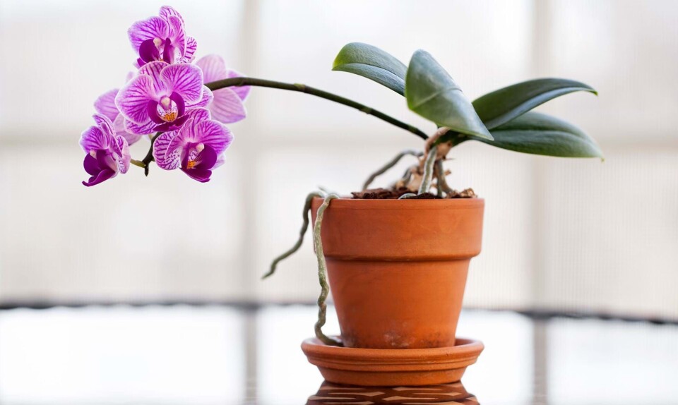 Orkide guide
