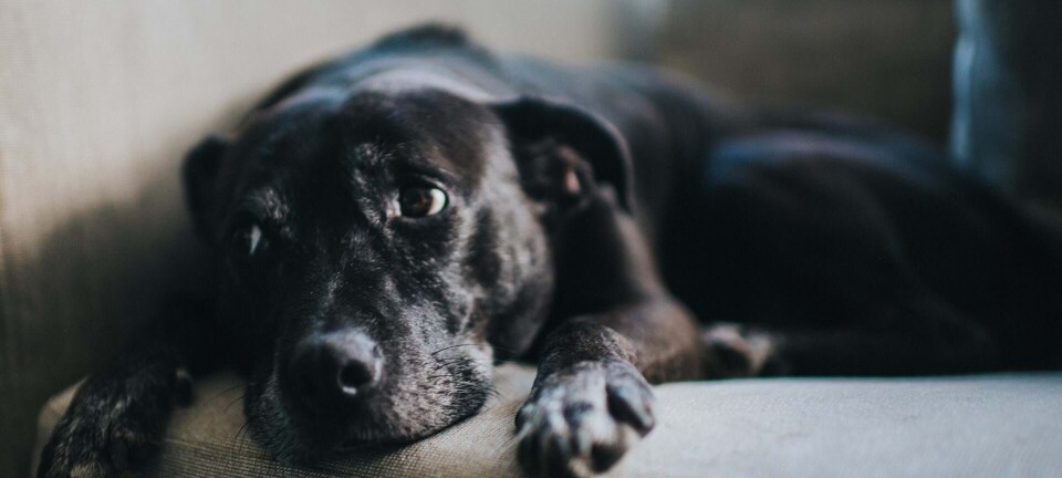 Jeg tør ikke lade min hund være alene hjemme