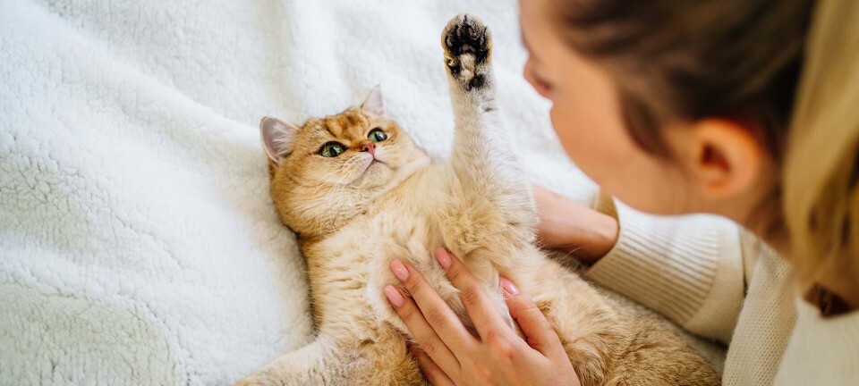 Kattes adfærd: Lær og forstå 6 typer katteadfærd - og deres vigtige betydning