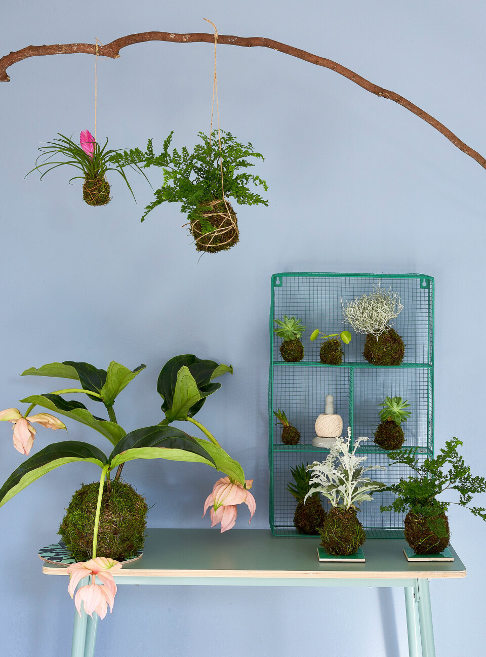 En dekorativ opstilling af kokedama.