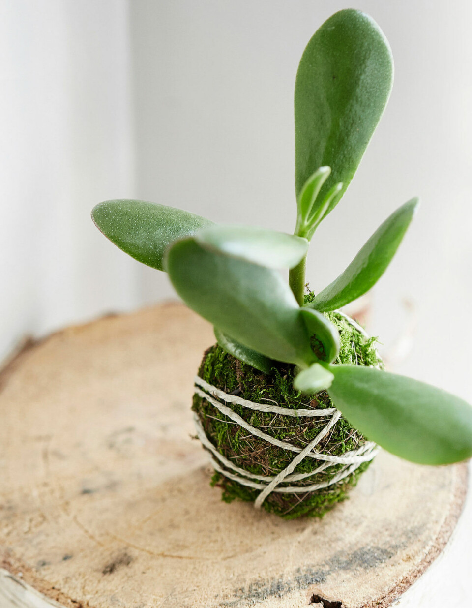 Sådan laver man en kokedama