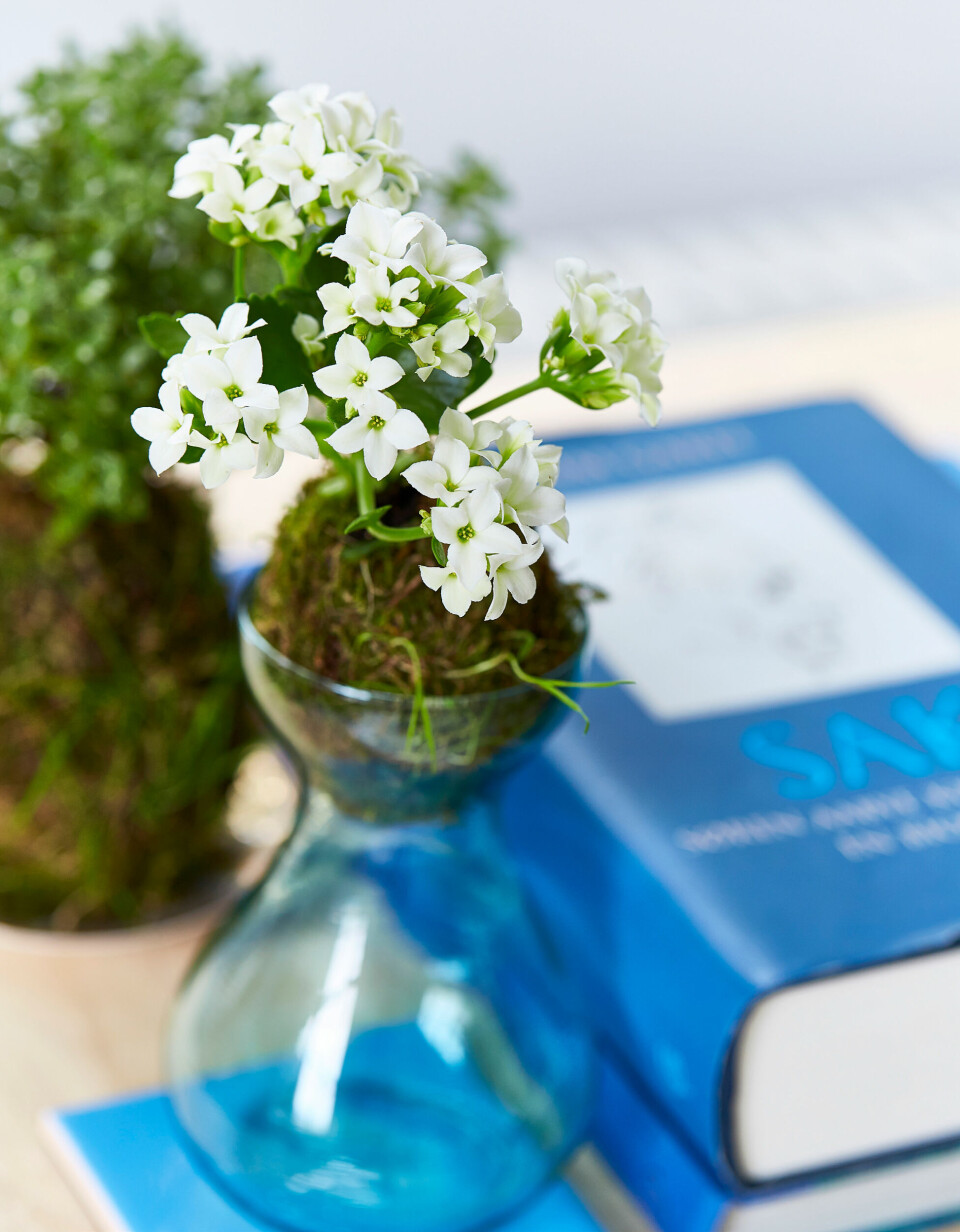 Fjern nogle af de grønne blade på en minikalanchoe, før den bindes til en charmerende kokedama. Her er den sat i en hyacintvase.