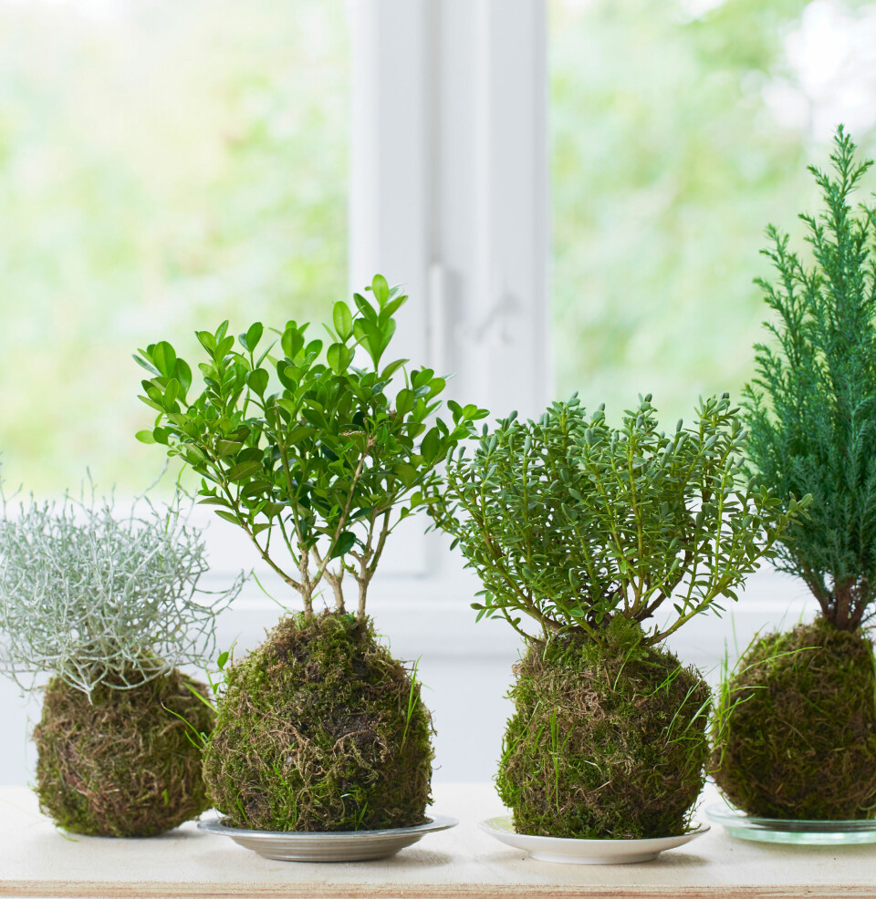 En skov af minitræer. Fra venstre er det vindheks, buksbom, hebe og blågrøn cypres.