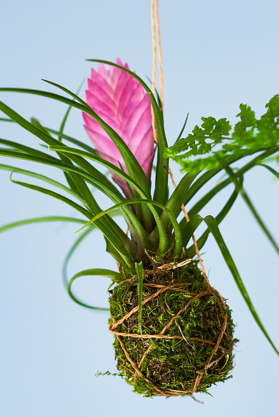 Vifteblomst (Tillandsia cyanea) er nem at passe og dejlig farvestrålende at have hængende.