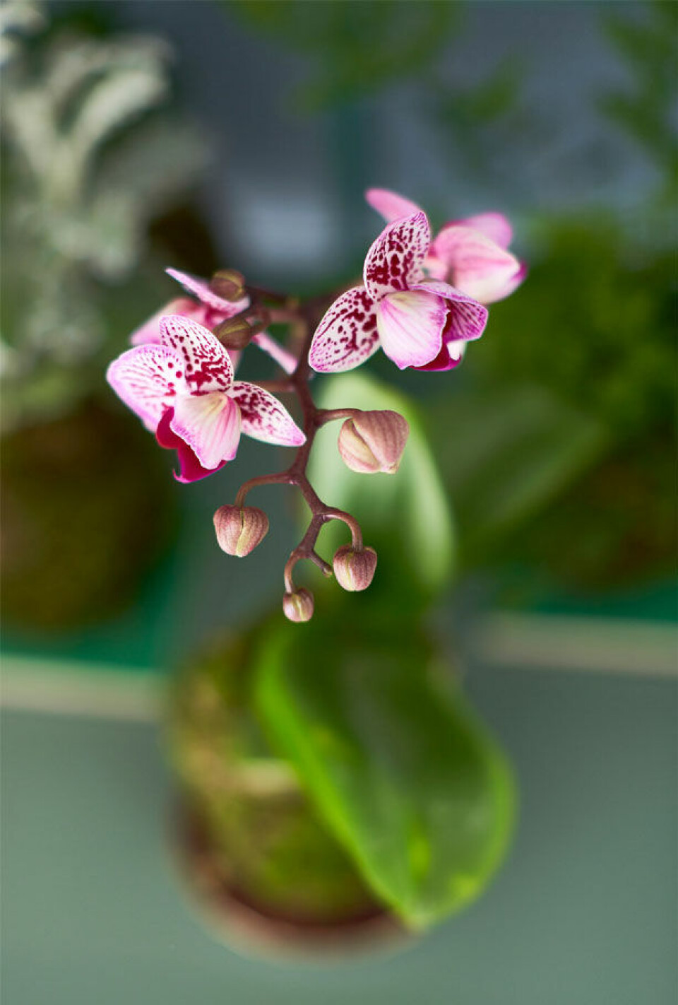 Orkideer egner sig fint som kokedama og blomstrer længe.
