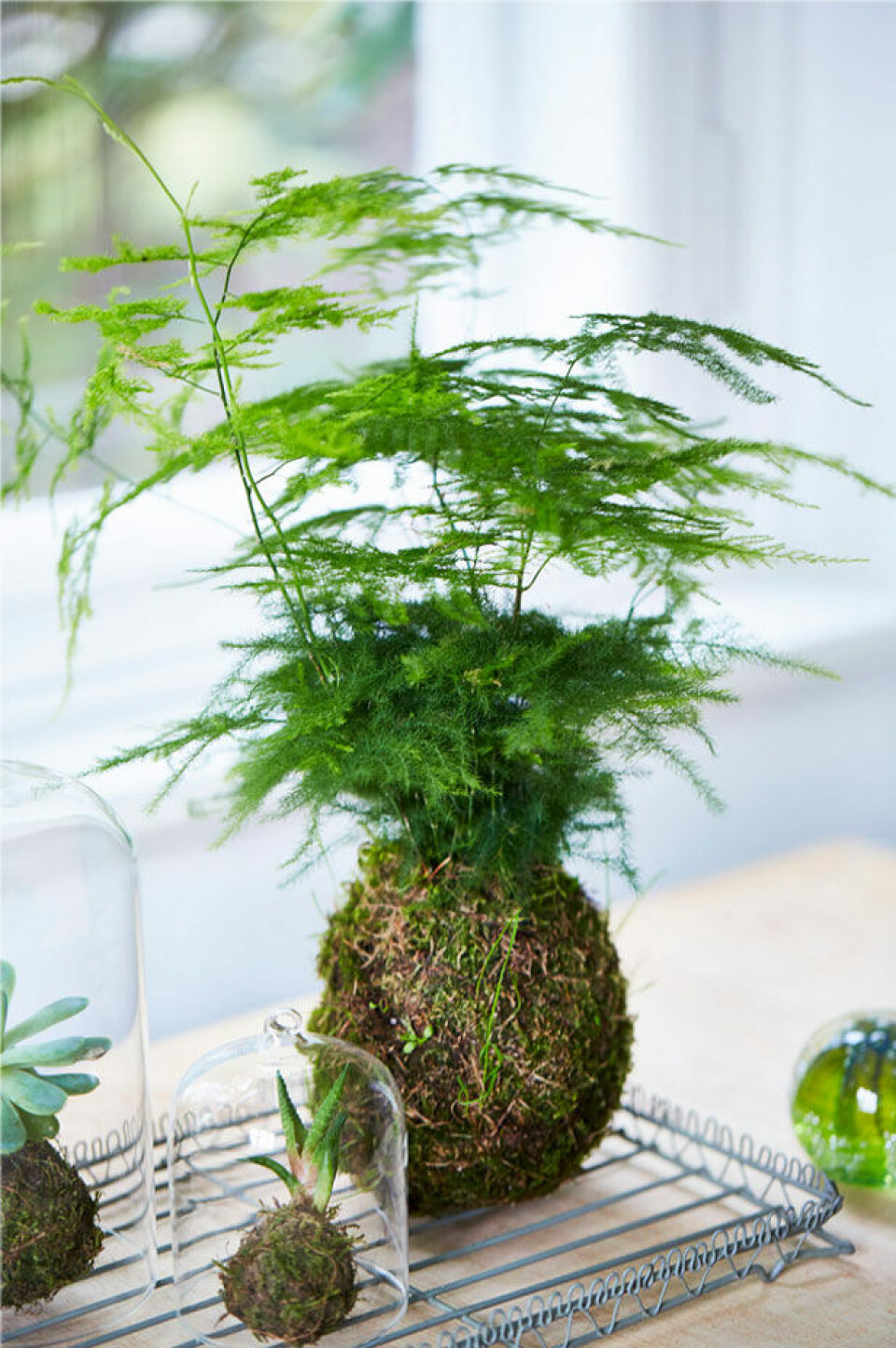 Slørasparges har en vækstform, som gør den ideel til kokedama – den kommer nemlig til at ligne et miniaturetræ på en mosbold.