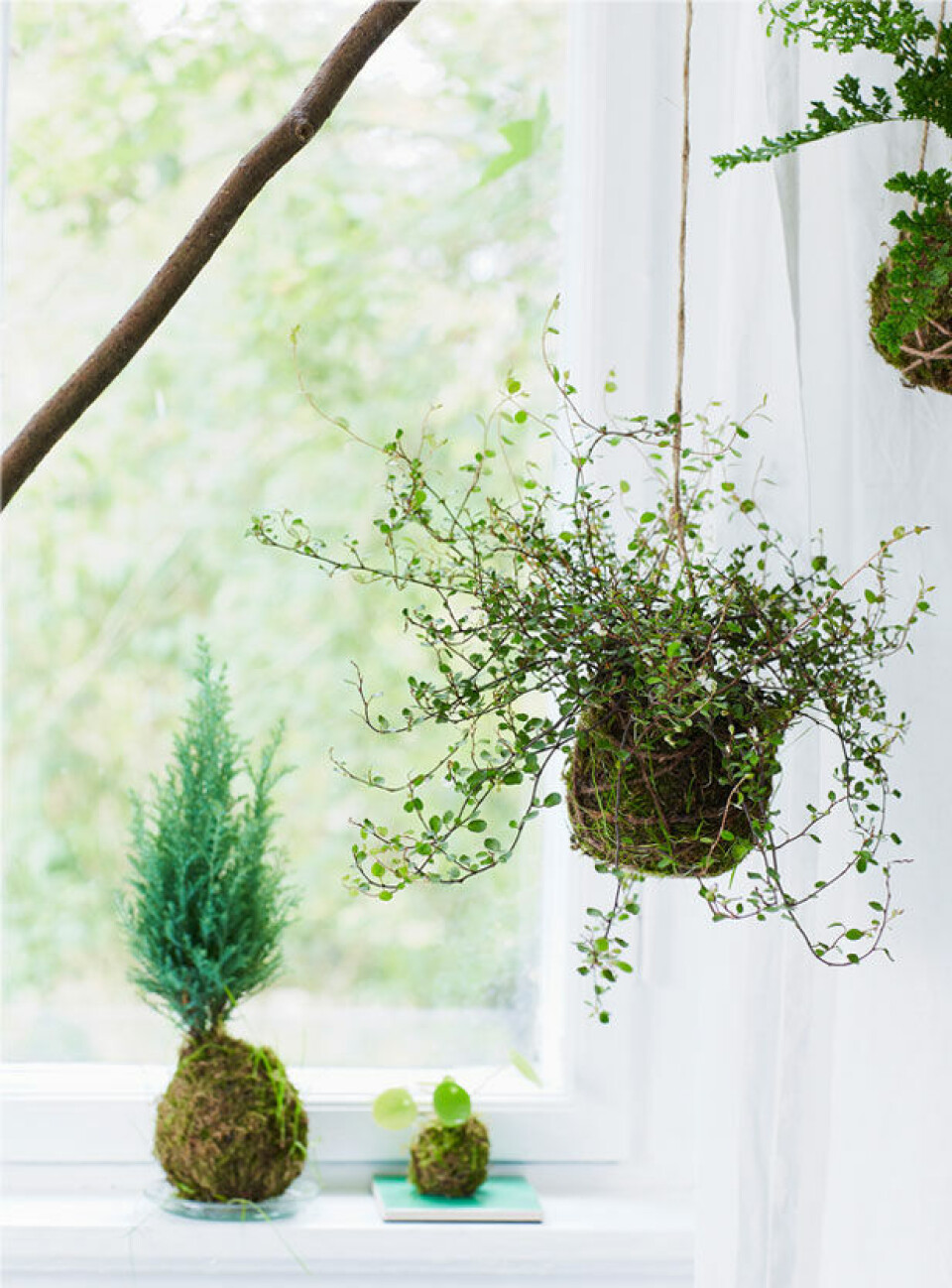 Her er en pletter i luften og en bregne kommet op at flyve som en kokedama.