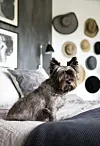 Husets cairn-terrier Lass har fri adgang til hele huset og ser sit snit til at posere på sengen i soveværelset.