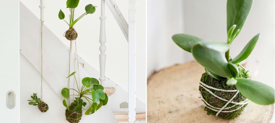 Sådan laver du din egen kokedama