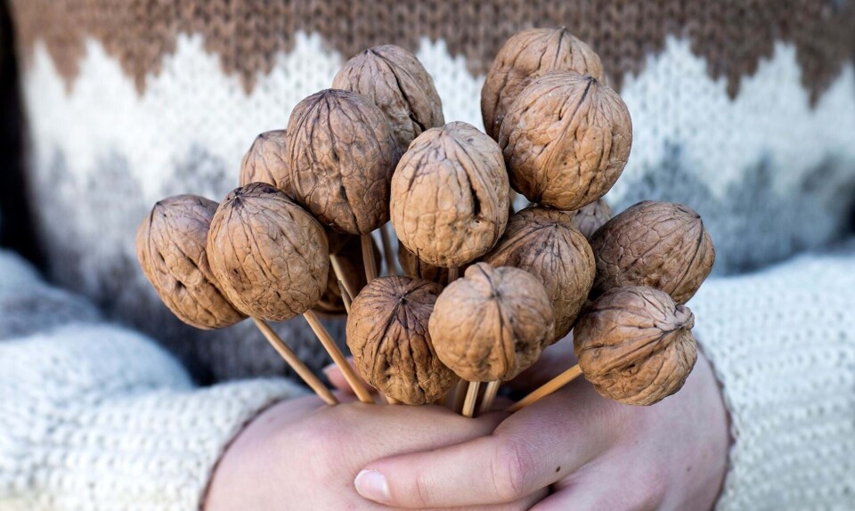 Valnødder på stilke