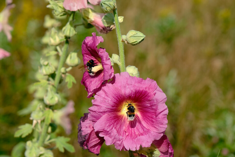 Lene Beier vildere have bog