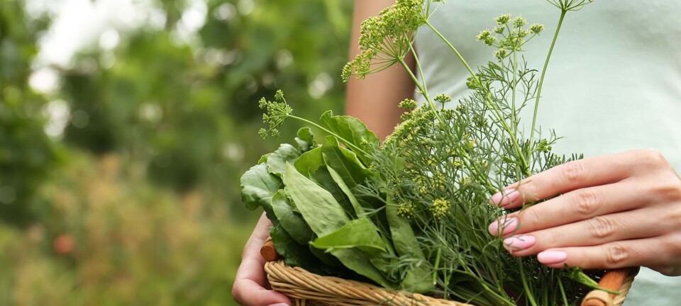 Guide: Sådan sanker du naturens helbredende urter