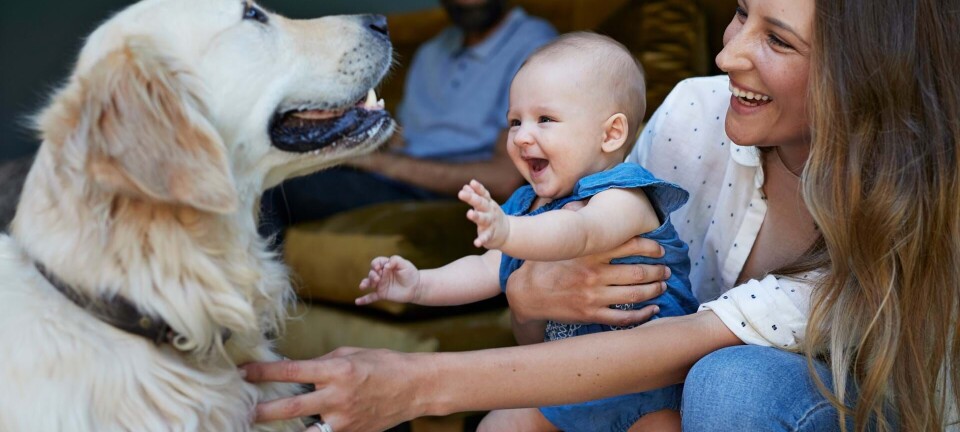 8 gode råd: Sådan introducerer du baby for din hund