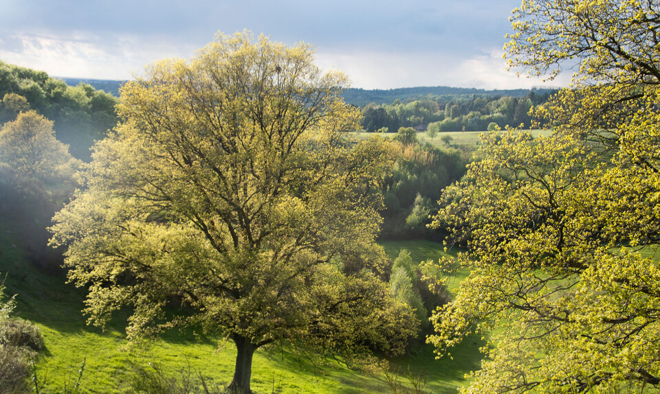 Getty Svanninge egetrae.jpg