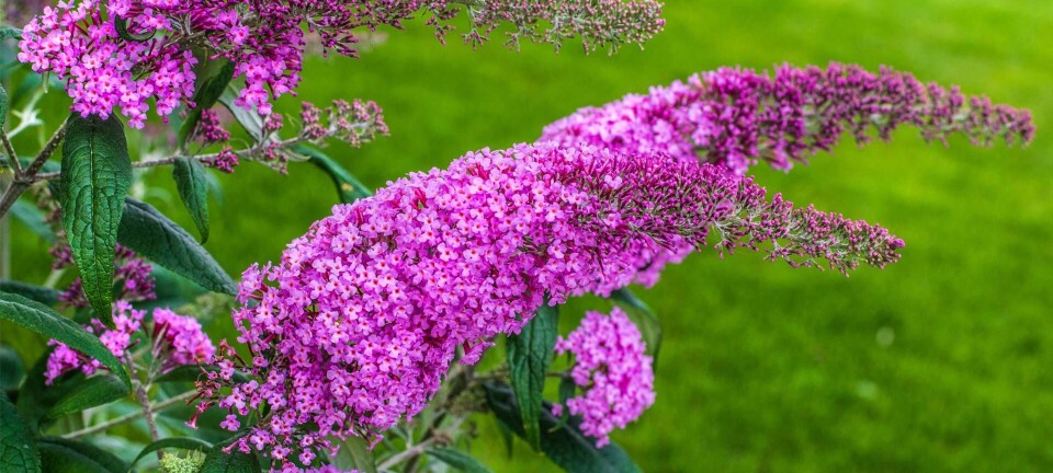 Guide: Sådan passer du din sommerfuglebusk - og tiltrækker masser af sommerfugle