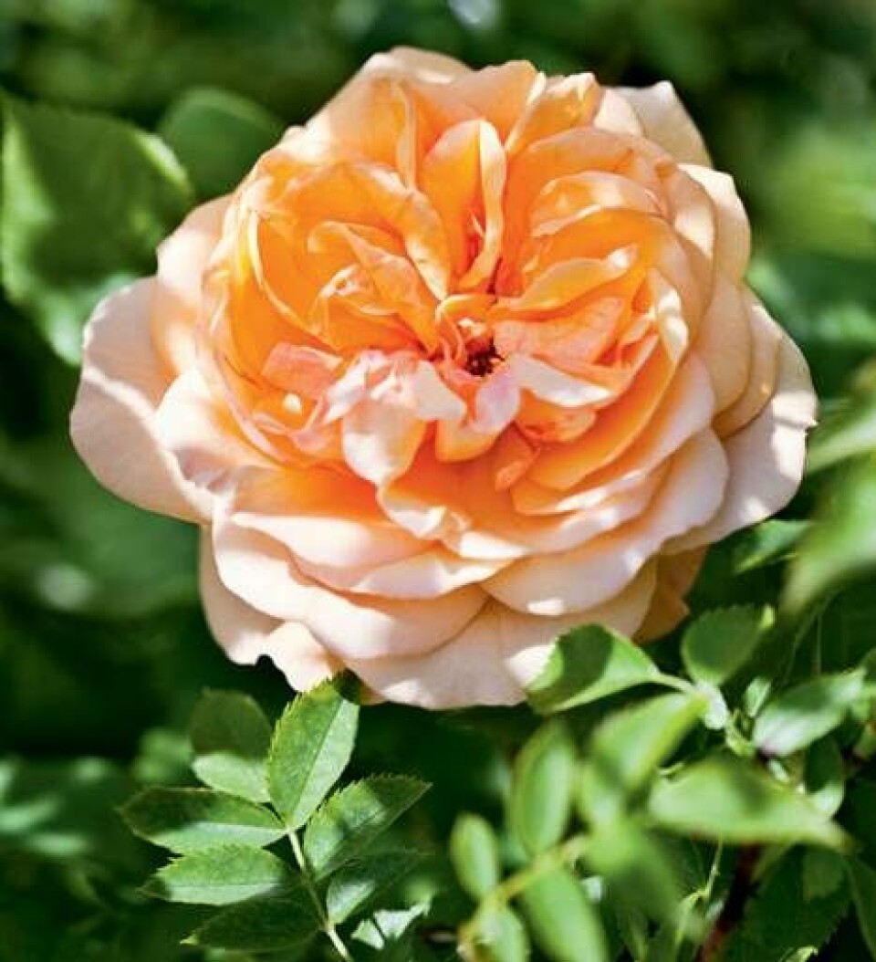 Den orange rose Alchymist er blot en blandt 60 sorter i den gamle have.