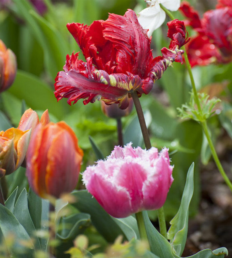 Tulipan