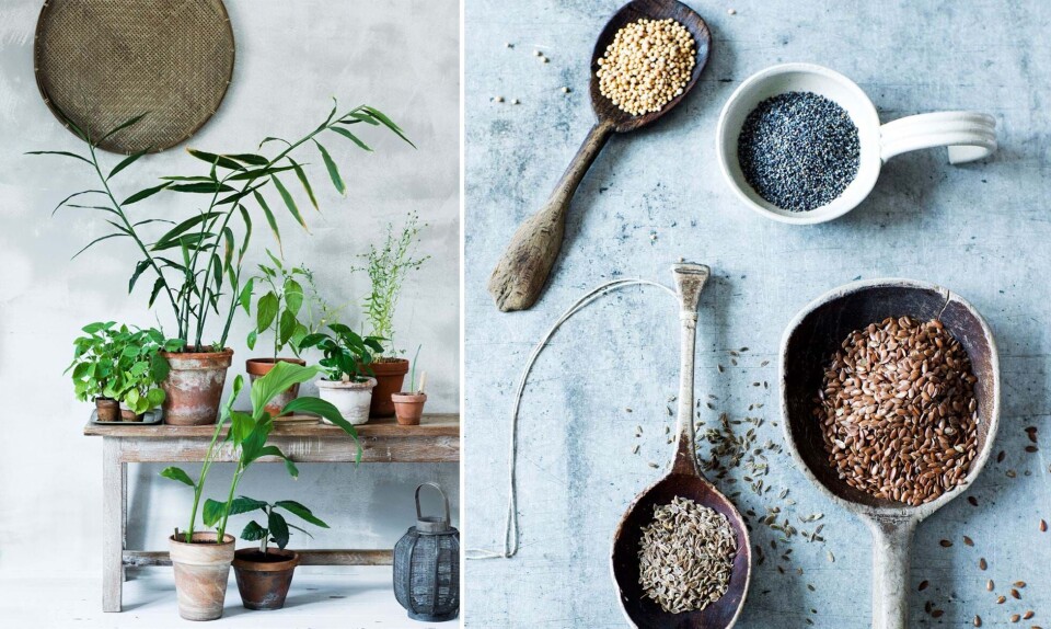 Planter af frø og kerner