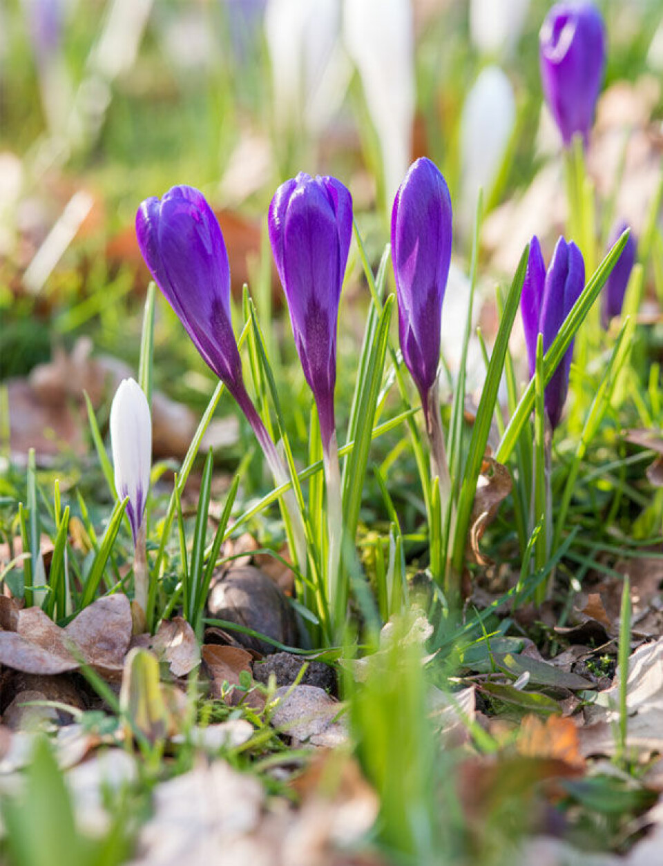 Krokus