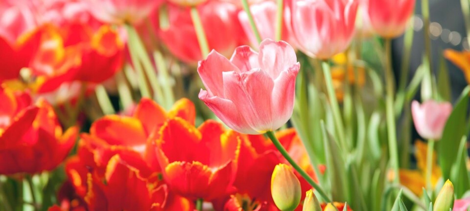 Plant disse blomsterløg nu og nyd dem til foråret