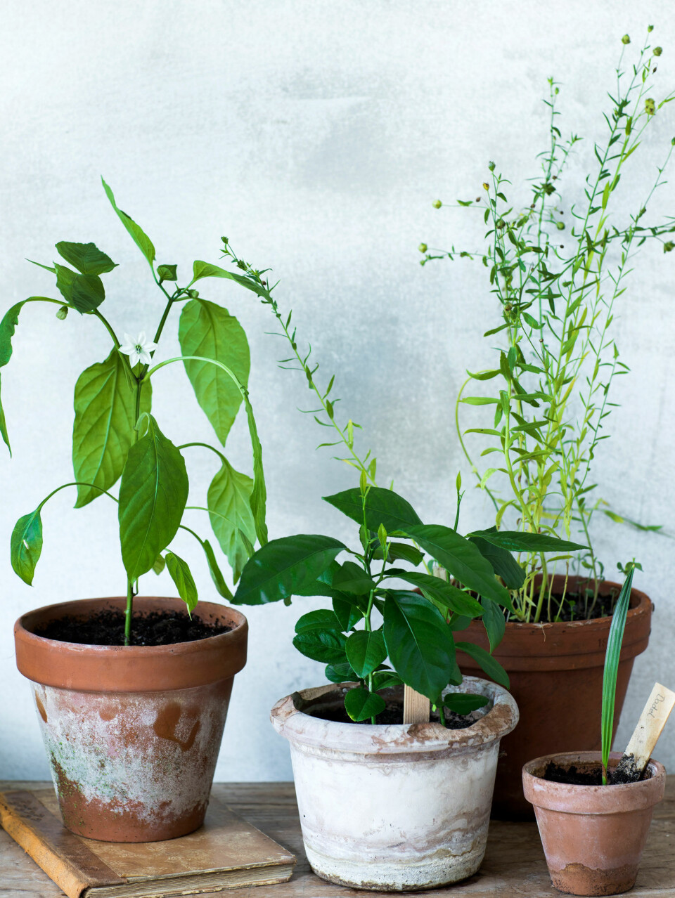 Peberfrugtplante.jpg