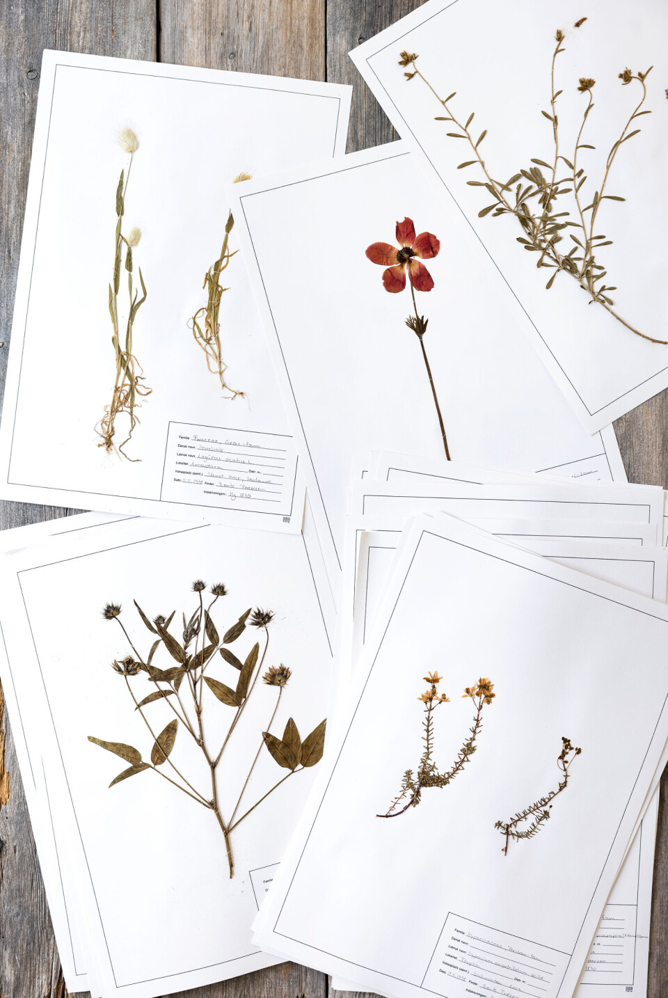 herbarium1.jpg
