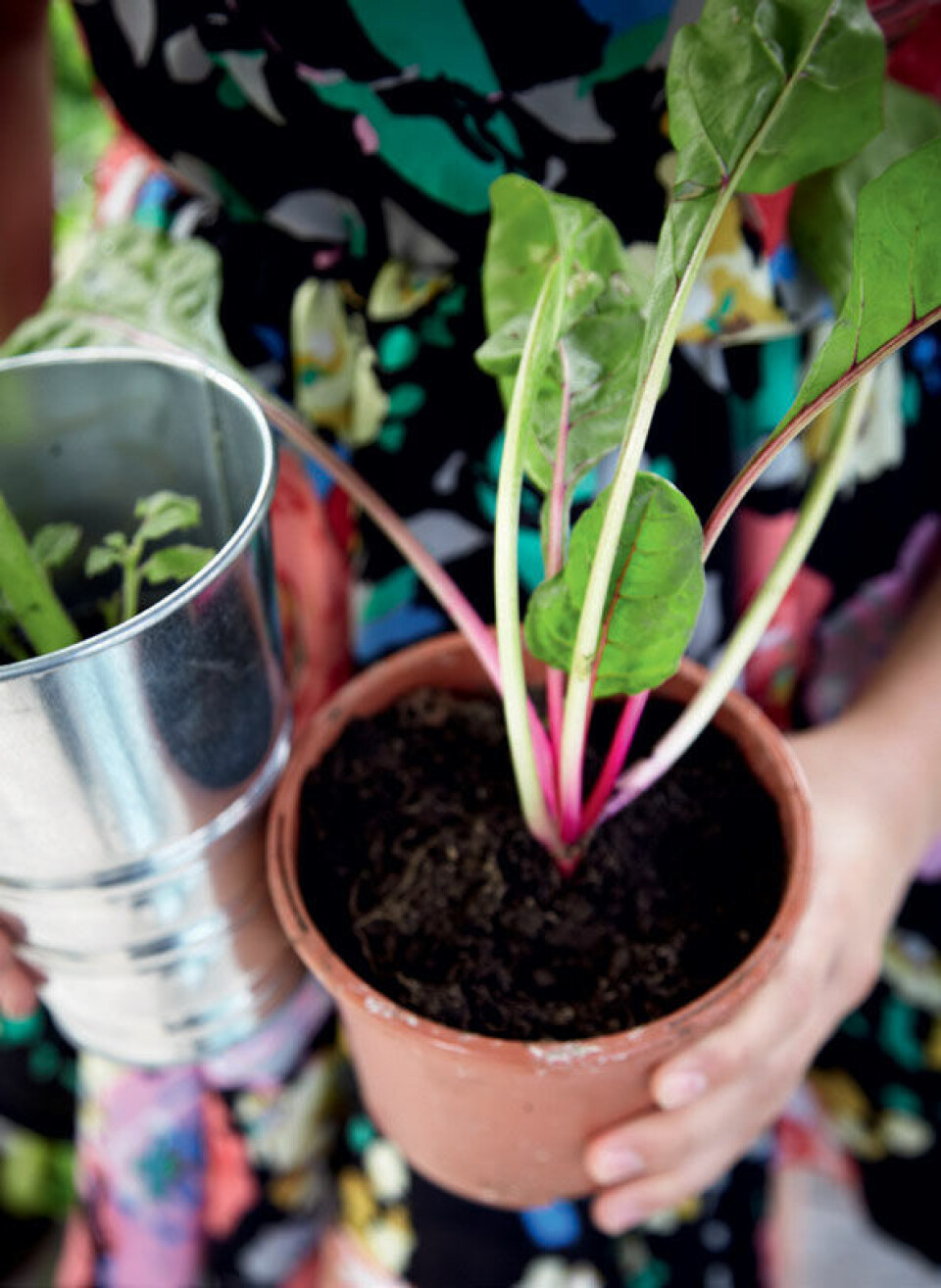 Plant masser af planter i hver deres lille beholder.