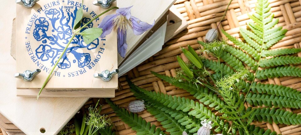 'Gammel' blomster-trend har taget nettet med storm: Sådan laver du 'herbarium'