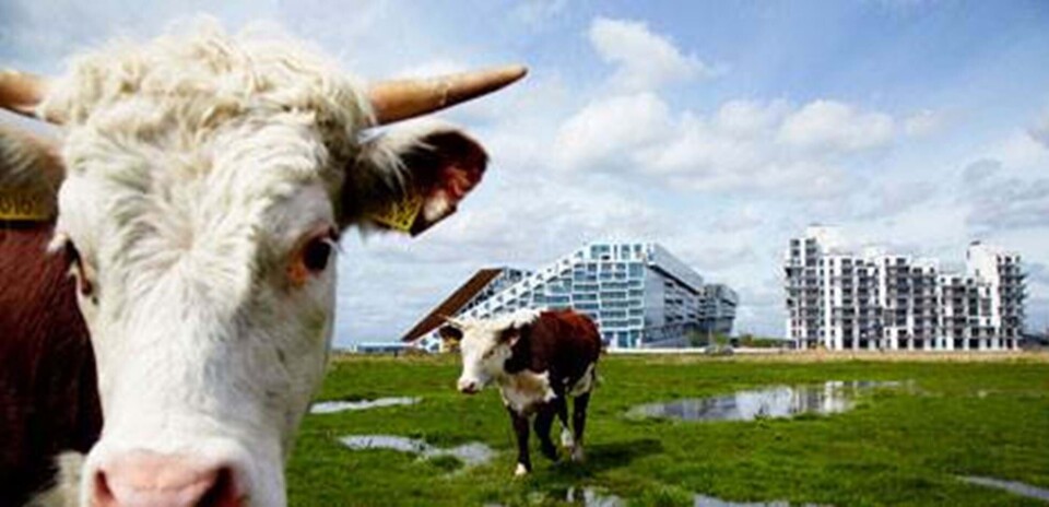 København som forbillede - ny udstilling på DAC