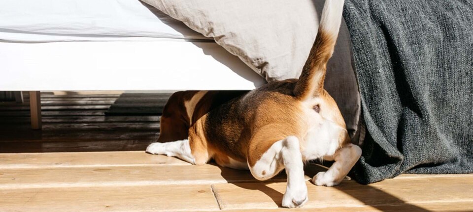 Kære brevkasse: Vores overbo har forvandlet vores liv til et helvede