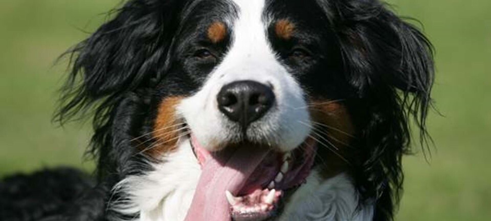 Sådan får børn og hund mest ud af hinanden