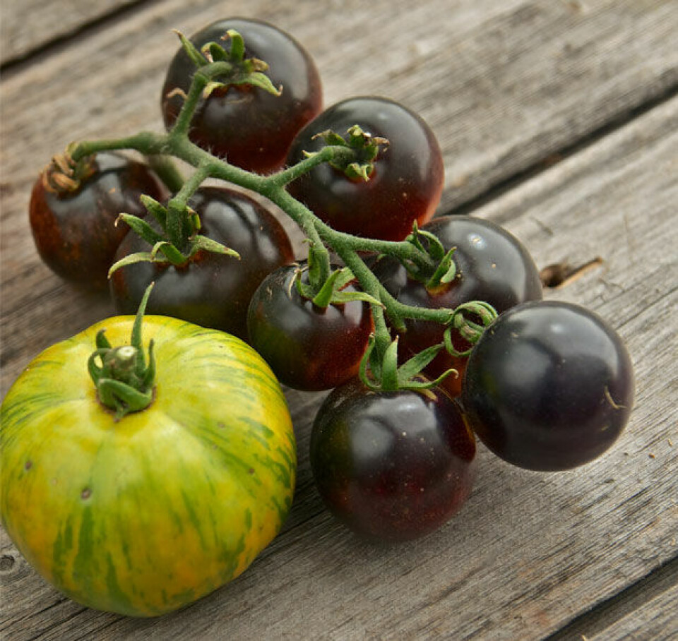 Stribede tomater og Black Cherry