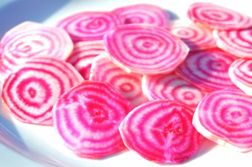 Bolche rødbeder (Chioggia beet)