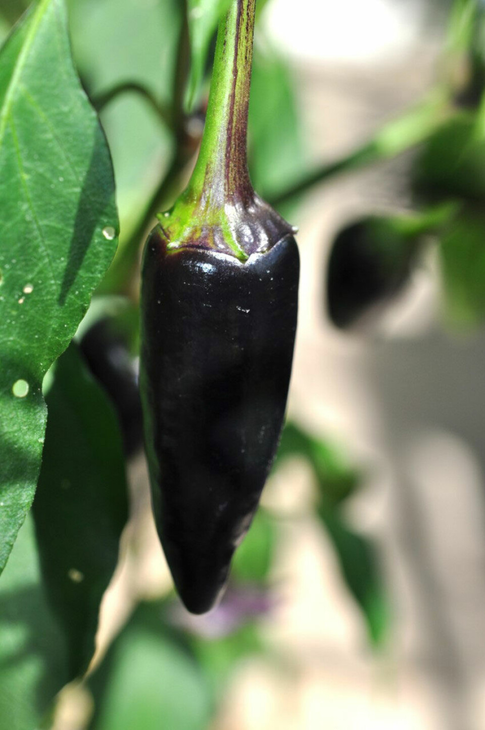 Sorte chili - Hungarian black