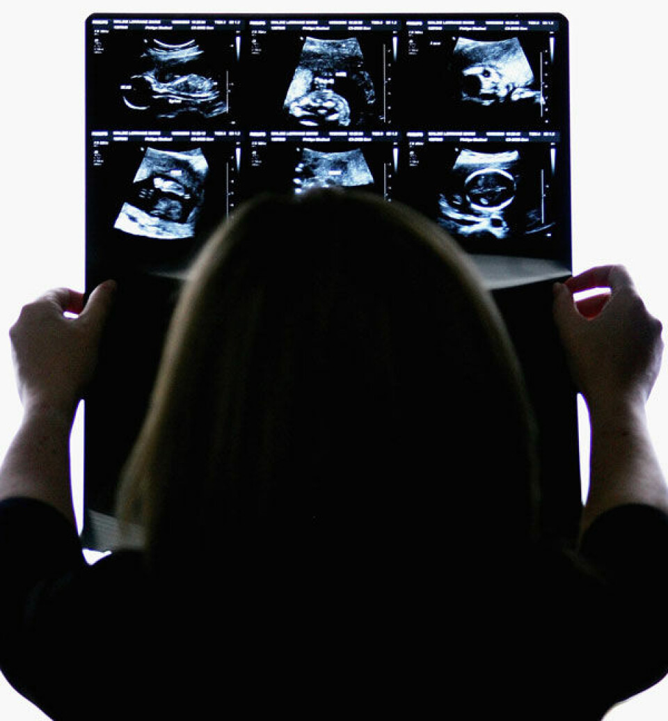Gravid1.jpg