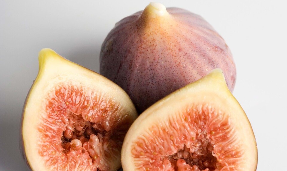 Figner