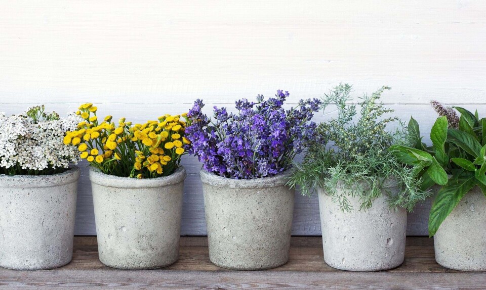 Planter i potter og krukker