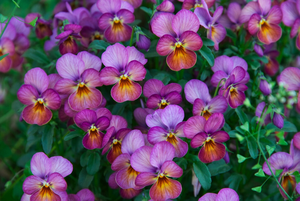 Stedmoderblomster