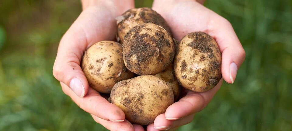 Guide til nye kartofler: Sådan skal de koges og opbevares