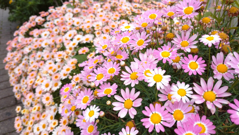 Marguerit