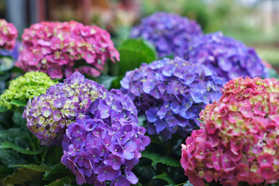 Hortensia