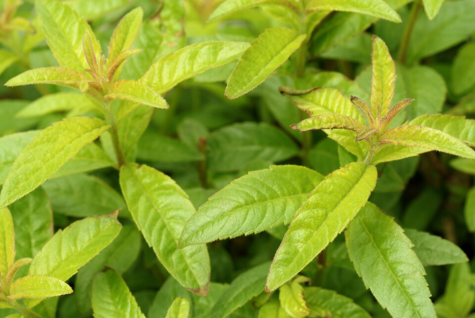 Citronverbena.jpg