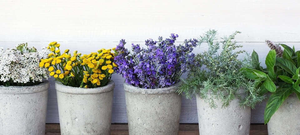 10 planter, der trives godt i potter og krukker