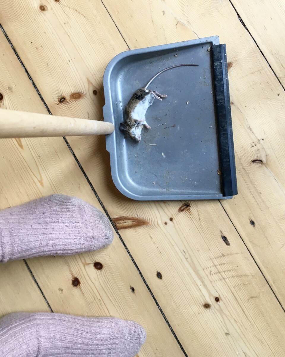 Mus på landet.jpg