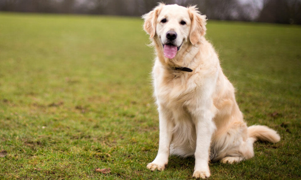 Golden Retriever