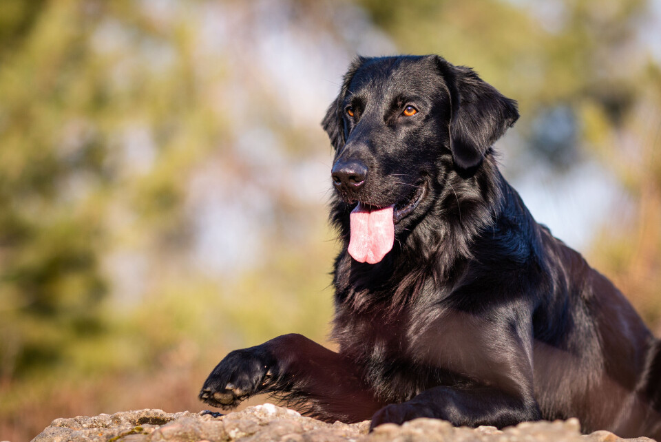 Flatcoated retriever