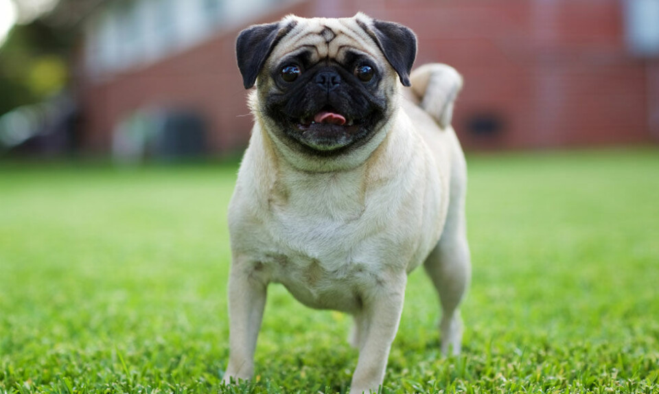 Mops