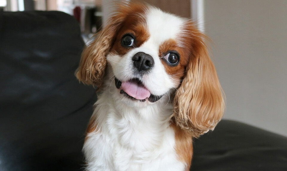Cavalier King Charles